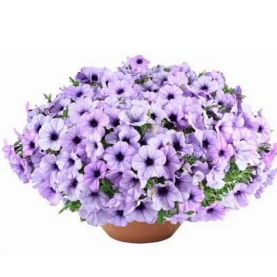 Petunia Cascadias Lavender Ice