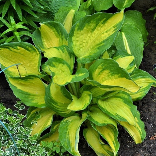 Hosta Georgia Sweetheart_3