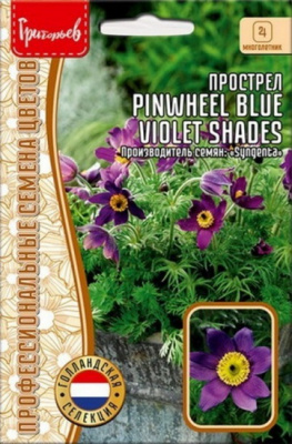 Прострел Pinwheel Blue Violet Shades