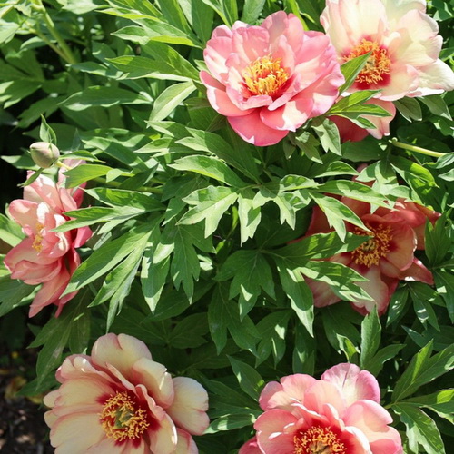 Paeonia Magical Mystery Tour_2