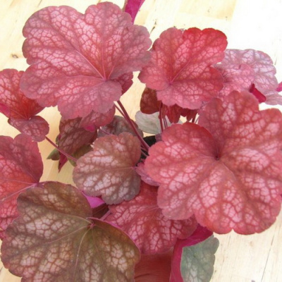 Heuchera Amber Lady