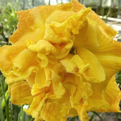 Hemerocallis Dynamic Duo