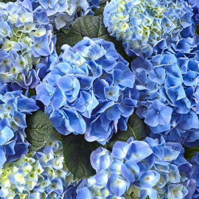Гортензия Fabolo Blue