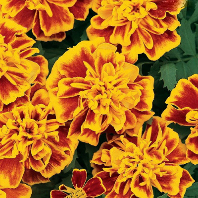 Tagetes Bonanza Bee