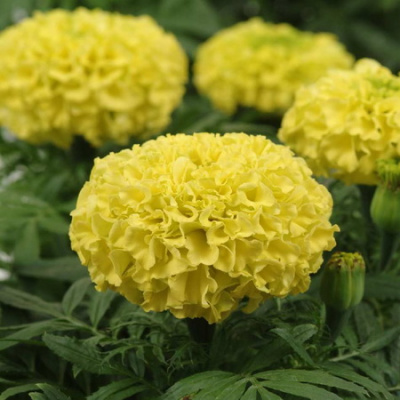Тагетес Taishan Yellow