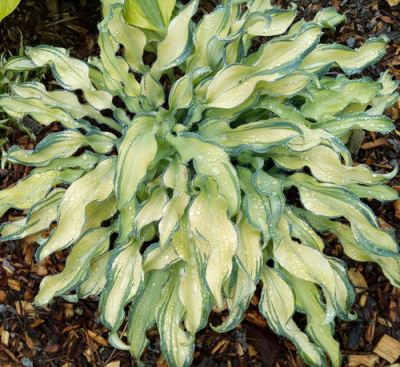 Hosta Ripple Effect