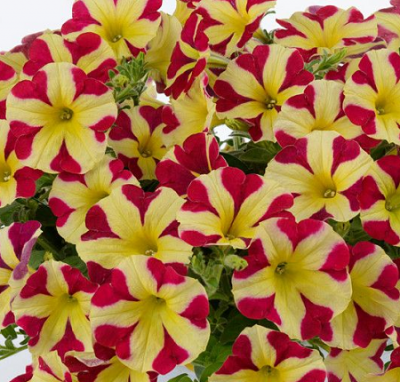 Stars** Yellow-Red