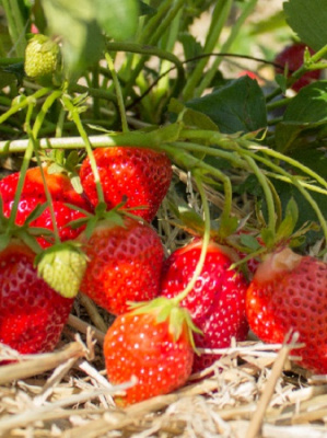 Fragaria Favori