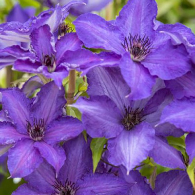 Clematis Viva la Vida