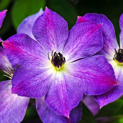 Clematis Cloudburst_1
