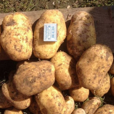 Картофель Kolombo