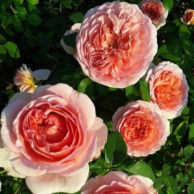 Rosa Abraham Darby_3