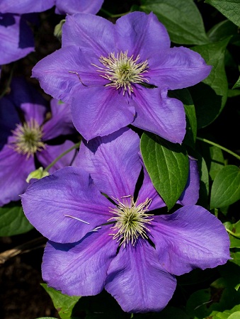 Clematis General Sikorski