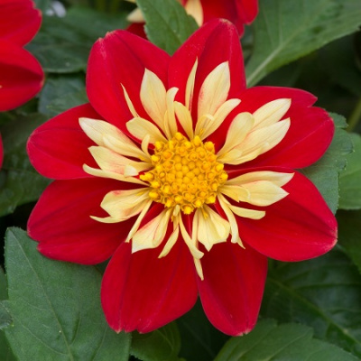 Dahlia Dahlietta Surprise Cindy