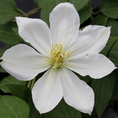 Clematis The Bride