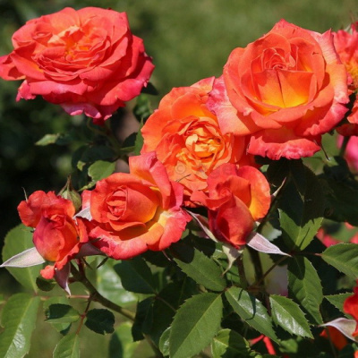 Rosa Feurio