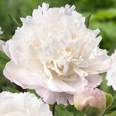 Paeonia Moon Over Barrington