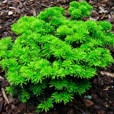 Abies Taiga