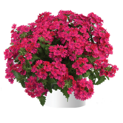 Вербена Vanessa Compact Neon Pink