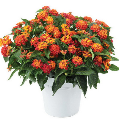 Lantana camara Gem Ruby
