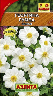 Георгина Румба белая