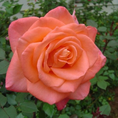 Rosa Ambasador