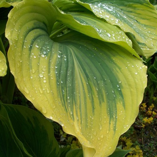 Hosta Liberty_5