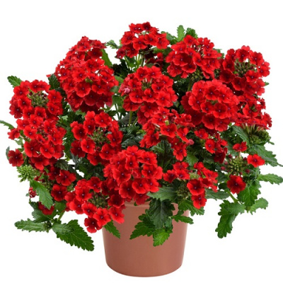 Verbena Vanessa Compact Red
