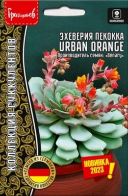 Эхеверия Пекокка Urban Orange