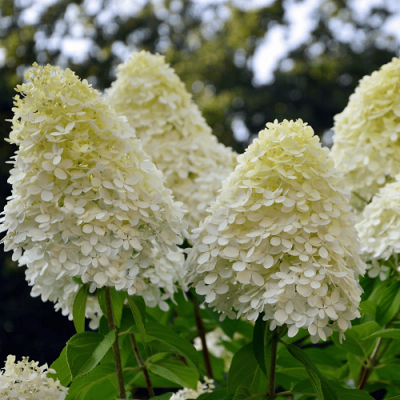 Hydrangea paniculata Phantom (1)