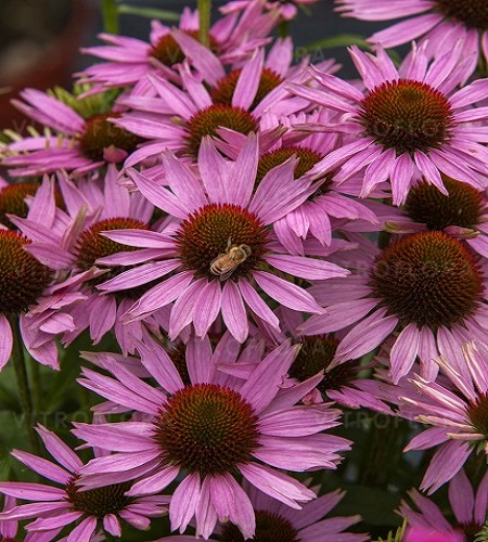 Echinacea Fountain Light Purple_3