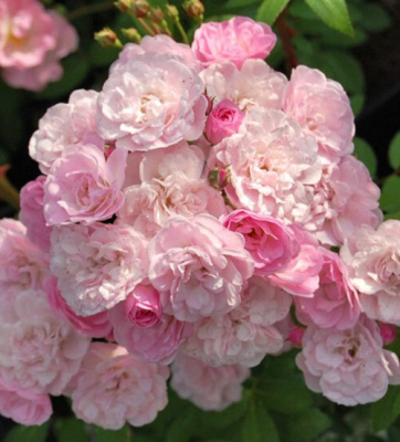 Rosa Heavenly Pink
