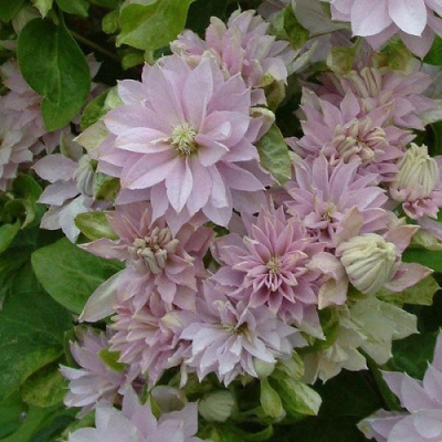 Clematis Dancing King