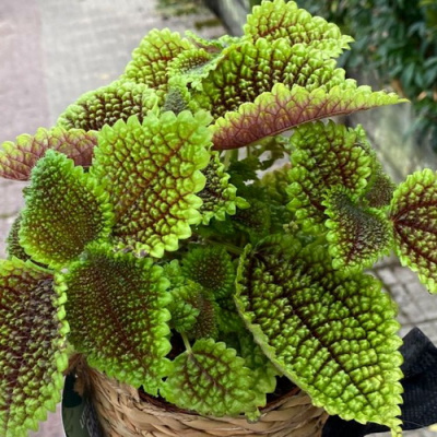 Pilea mollis Moon Valley