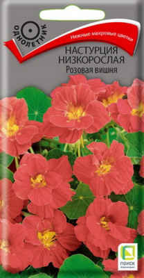 Настурция Розовая Вишня