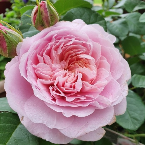 Rosa Eustacia Vye5