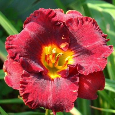 Hemerocallis Lil Red Wagon