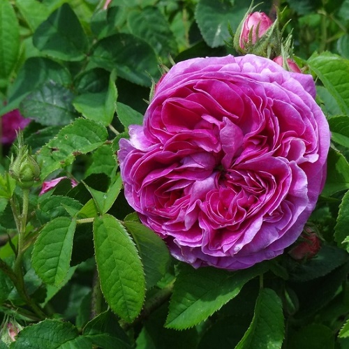 Rosa Charles de Mills_3