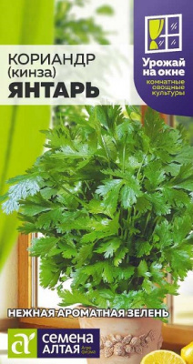 Кориандр Янтарь урожай на окне