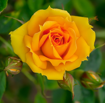 Rosa Kerio