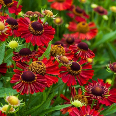 Helenium Mariachi Siesta