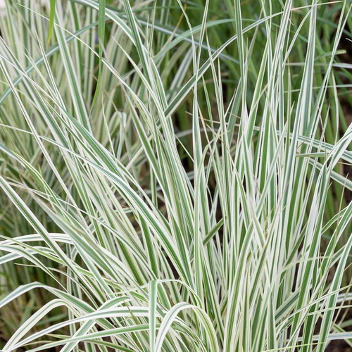Calamagrostis Overdam_3
