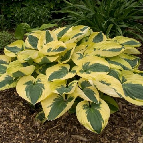 Hosta Brim Cup_5