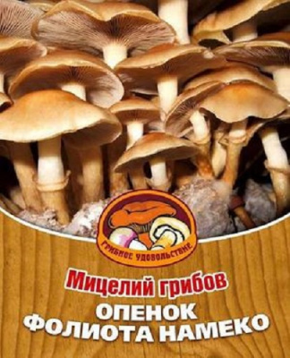 Грибы Мицелий ОПЕНОК ФОЛИОТА НАМЕКО