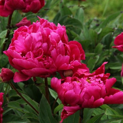 Paeonia Karl Rosenfield _1
