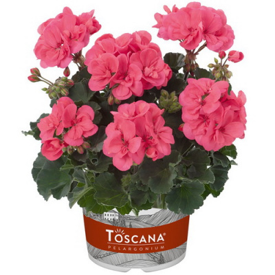 Pelargonium zonale Toscana Dolce Vita Lisa Hot Coral