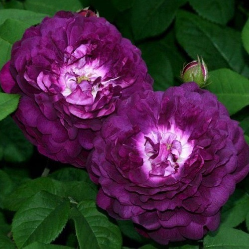 Rosa Cardinal de Richelieu
