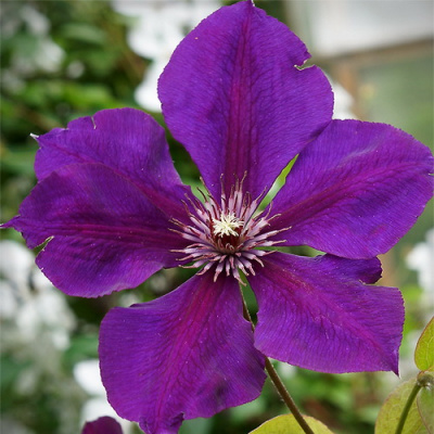 Clematis Gipsy Queen