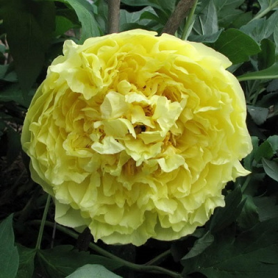 Paeonia itoh Yellow Crown