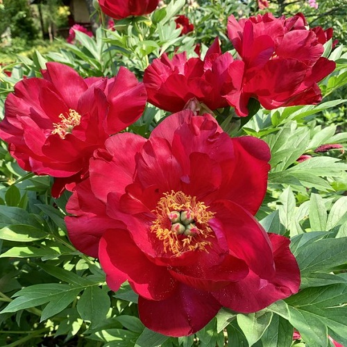 Paeonia Scarlet Heaven_5